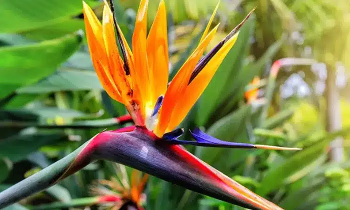 The Enchantment of the Bird of Paradise Flower