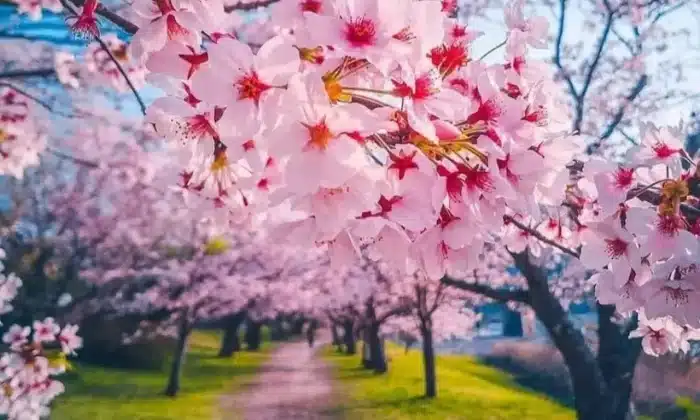 The Ethereal Splendor of the Cherry Blossom