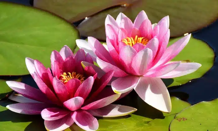 The Resolute Beauty of the Lotus